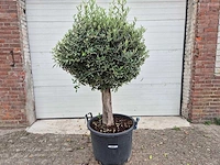 Olijfboom ronde bol m - olea europaea - hoogte ca. 170 cm - afbeelding 1 van  3