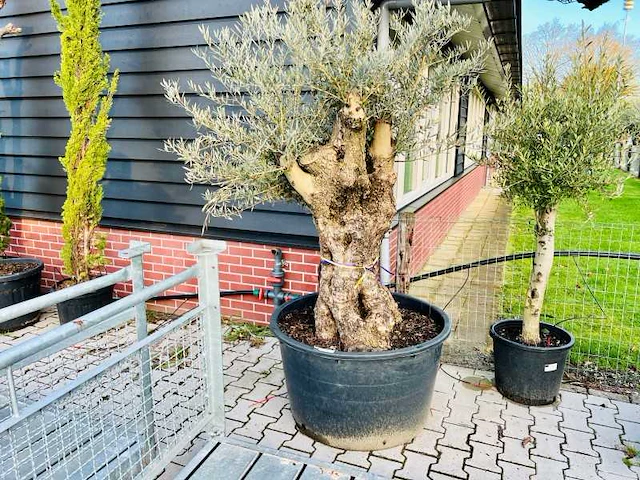 Olijfboom. stamomvang 100 - 120 cm. - afbeelding 1 van  1