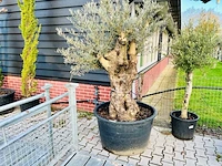 Olijfboom. stamomvang 100 - 120 cm. - afbeelding 1 van  1