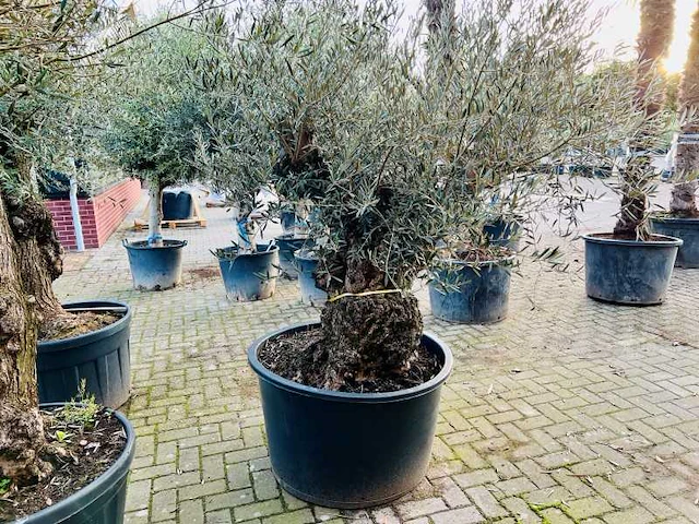 Olijfboom. stamomvang 120 - 140 cm. - afbeelding 1 van  1