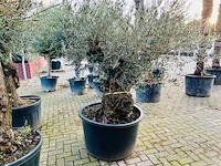 Olijfboom. stamomvang 120 - 140 cm. - afbeelding 1 van  1