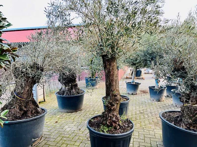 Olijfboom. stamomvang 60 - 80 cm. - afbeelding 1 van  1