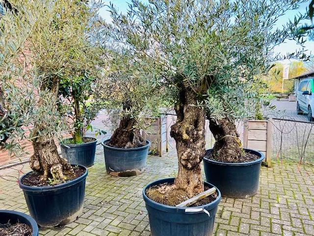 Olijfboom. stamomvang 80 - 100 cm. - afbeelding 1 van  1
