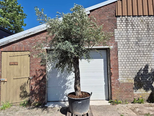 Olijfboom tall - olea europaea - hoogte ca. 350 cm - afbeelding 1 van  5