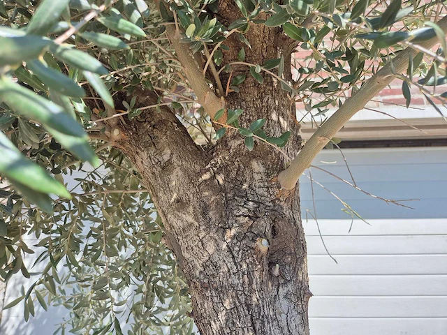 Olijfboom tall - olea europaea - hoogte ca. 350 cm - afbeelding 3 van  5