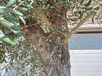 Olijfboom tall - olea europaea - hoogte ca. 350 cm - afbeelding 3 van  5