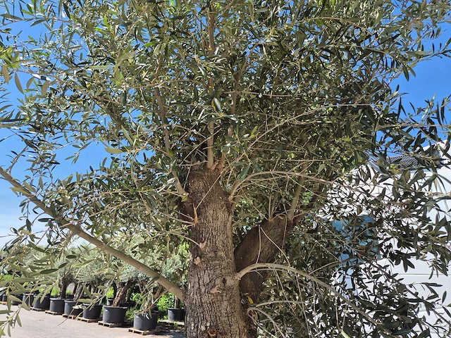 Olijfboom tall - olea europaea - hoogte ca. 350 cm - afbeelding 4 van  5