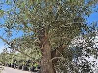 Olijfboom tall - olea europaea - hoogte ca. 350 cm - afbeelding 4 van  5