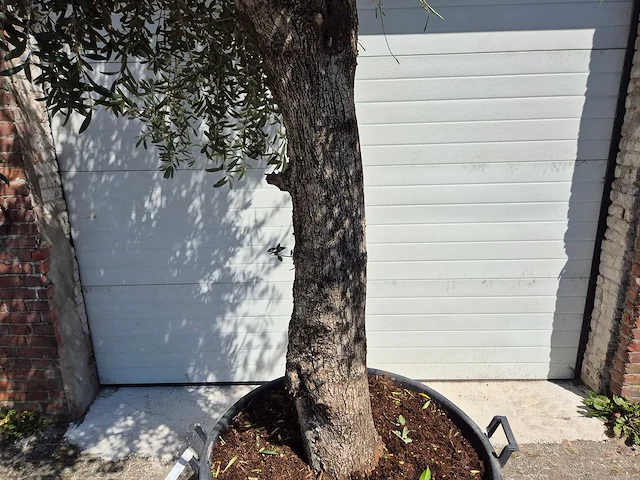 Olijfboom tall - olea europaea - hoogte ca. 350 cm - afbeelding 5 van  5