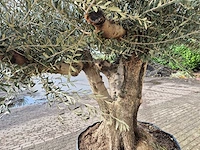 Olijfboom tortuga - olea europaea - 100 jaar oud - hoogte ca. 300 cm - afbeelding 5 van  8
