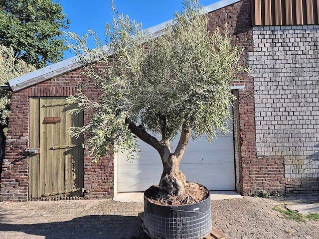 Olijfboom tortuga - olea europaea - 200 jaar oud - hoogte ca. 280 cm - afbeelding 1 van  6