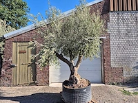 Olijfboom tortuga - olea europaea - 200 jaar oud - hoogte ca. 280 cm - afbeelding 1 van  6