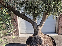 Olijfboom tortuga - olea europaea - 200 jaar oud - hoogte ca. 280 cm - afbeelding 2 van  6