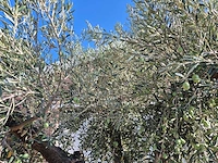 Olijfboom tortuga - olea europaea - 200 jaar oud - hoogte ca. 280 cm - afbeelding 3 van  6