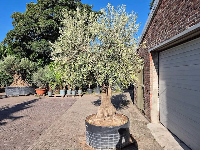 Olijfboom tortuga - olea europaea - 200 jaar oud - hoogte ca. 280 cm - afbeelding 4 van  6
