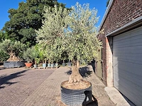 Olijfboom tortuga - olea europaea - 200 jaar oud - hoogte ca. 280 cm - afbeelding 4 van  6