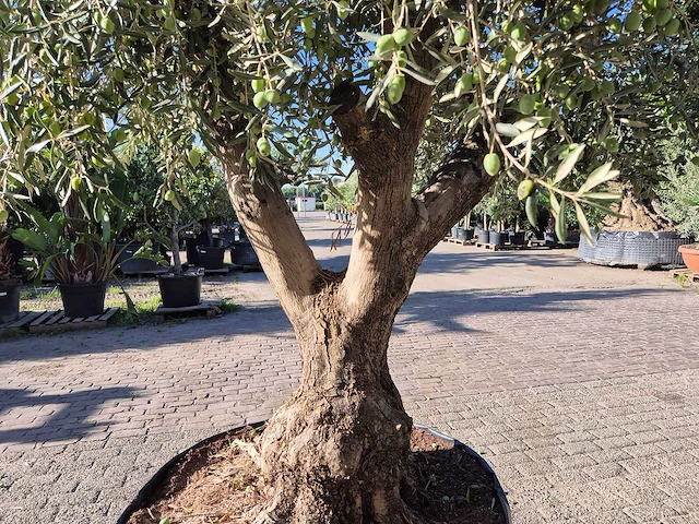 Olijfboom tortuga - olea europaea - 200 jaar oud - hoogte ca. 280 cm - afbeelding 5 van  6