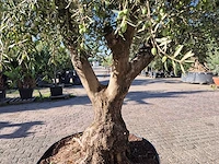 Olijfboom tortuga - olea europaea - 200 jaar oud - hoogte ca. 280 cm - afbeelding 5 van  6