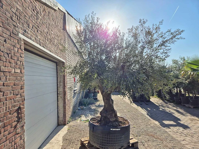 Olijfboom tortuga - olea europaea - 200 jaar oud - hoogte ca. 280 cm - afbeelding 6 van  6