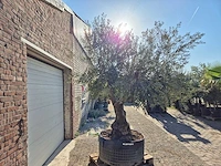 Olijfboom tortuga - olea europaea - 200 jaar oud - hoogte ca. 280 cm - afbeelding 6 van  6