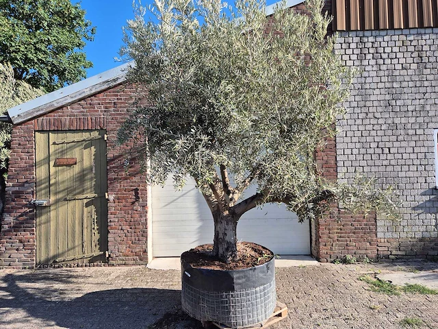 Olijfboom tortuga - olea europaea - 200 jaar oud - hoogte ca. 280 cm - afbeelding 1 van  7