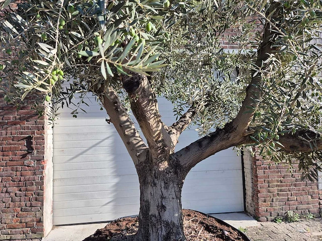 Olijfboom tortuga - olea europaea - 200 jaar oud - hoogte ca. 280 cm - afbeelding 2 van  7