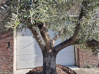 Olijfboom tortuga - olea europaea - 200 jaar oud - hoogte ca. 280 cm - afbeelding 2 van  7