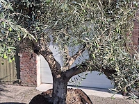 Olijfboom tortuga - olea europaea - 200 jaar oud - hoogte ca. 280 cm - afbeelding 3 van  7