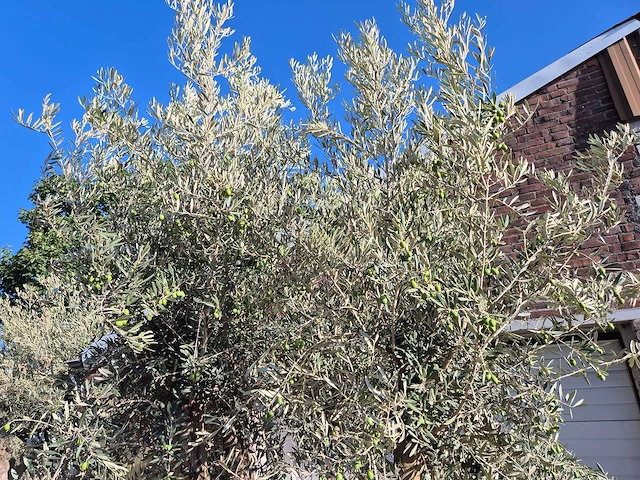 Olijfboom tortuga - olea europaea - 200 jaar oud - hoogte ca. 280 cm - afbeelding 4 van  7