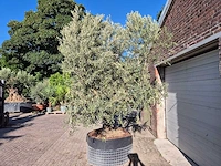 Olijfboom tortuga - olea europaea - 200 jaar oud - hoogte ca. 280 cm - afbeelding 5 van  7