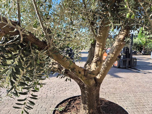 Olijfboom tortuga - olea europaea - 200 jaar oud - hoogte ca. 280 cm - afbeelding 6 van  7