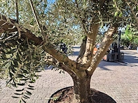 Olijfboom tortuga - olea europaea - 200 jaar oud - hoogte ca. 280 cm - afbeelding 6 van  7