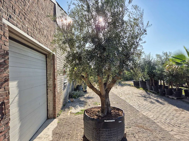 Olijfboom tortuga - olea europaea - 200 jaar oud - hoogte ca. 280 cm - afbeelding 7 van  7