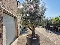 Olijfboom tortuga - olea europaea - 200 jaar oud - hoogte ca. 280 cm - afbeelding 7 van  7