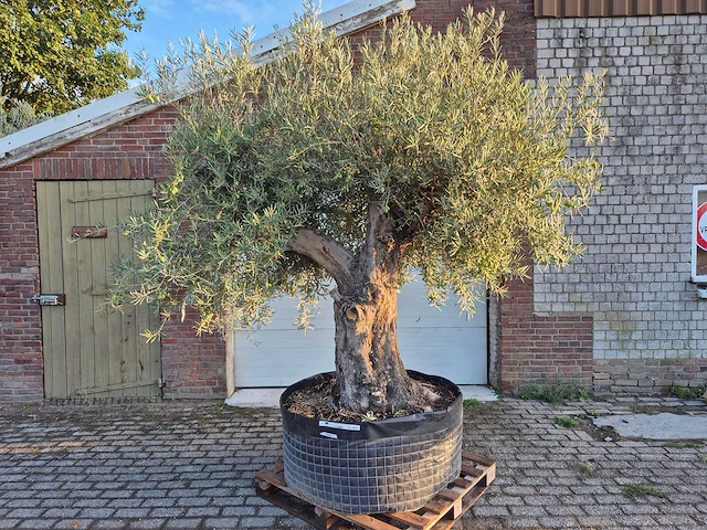 Olijfboom tortuga - olea europaea - 200 jaar oud - hoogte ca. 280 cm - afbeelding 1 van  8