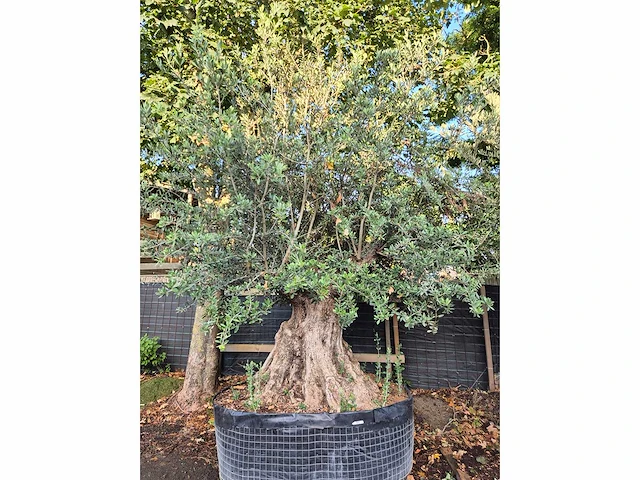 Olijfboom tortuga - olea europaea - 200 jaar oud - hoogte ca. 280 cm - afbeelding 2 van  8