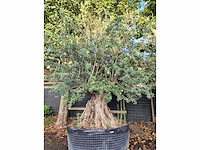 Olijfboom tortuga - olea europaea - 200 jaar oud - hoogte ca. 280 cm - afbeelding 2 van  8