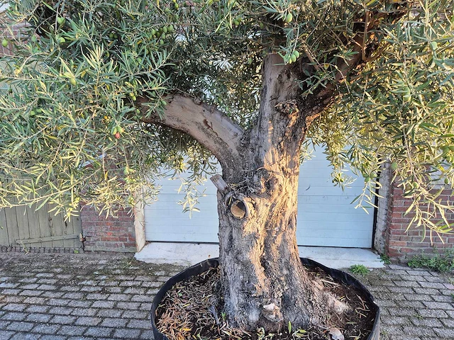 Olijfboom tortuga - olea europaea - 200 jaar oud - hoogte ca. 280 cm - afbeelding 3 van  8