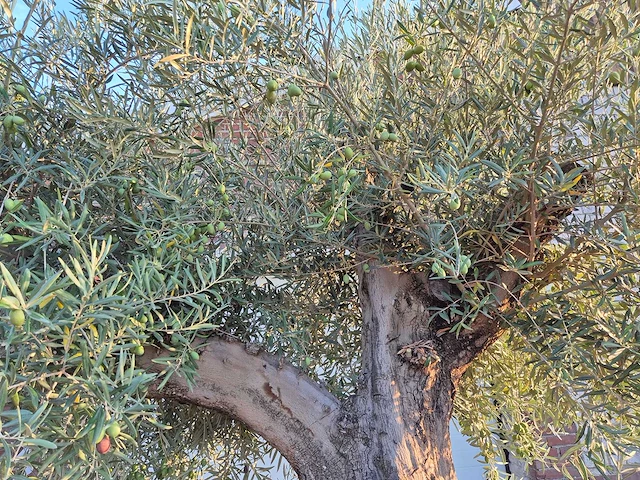 Olijfboom tortuga - olea europaea - 200 jaar oud - hoogte ca. 280 cm - afbeelding 4 van  8