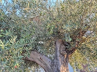 Olijfboom tortuga - olea europaea - 200 jaar oud - hoogte ca. 280 cm - afbeelding 4 van  8