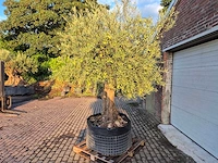 Olijfboom tortuga - olea europaea - 200 jaar oud - hoogte ca. 280 cm - afbeelding 5 van  8