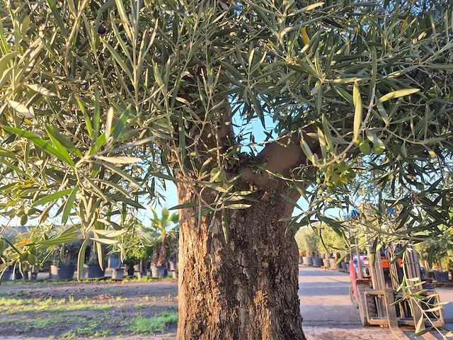 Olijfboom tortuga - olea europaea - 200 jaar oud - hoogte ca. 280 cm - afbeelding 6 van  8