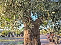 Olijfboom tortuga - olea europaea - 200 jaar oud - hoogte ca. 280 cm - afbeelding 6 van  8