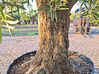 Olijfboom tortuga - olea europaea - 200 jaar oud - hoogte ca. 280 cm - afbeelding 7 van  8