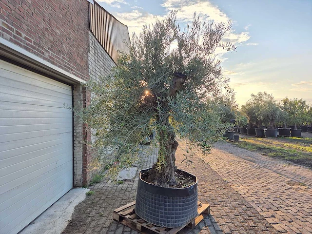 Olijfboom tortuga - olea europaea - 200 jaar oud - hoogte ca. 280 cm - afbeelding 8 van  8