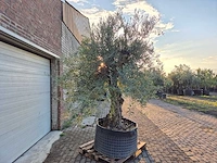 Olijfboom tortuga - olea europaea - 200 jaar oud - hoogte ca. 280 cm - afbeelding 8 van  8