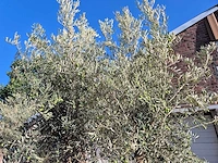Olijfboom tortuga - olea europaea - 200 jaar oud - hoogte ca. 280 cm - afbeelding 4 van  7