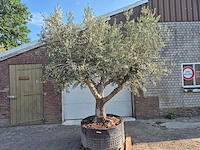 Olijfboom tortuga - olea europaea - 200 jaar oud - hoogte ca. 300 cm