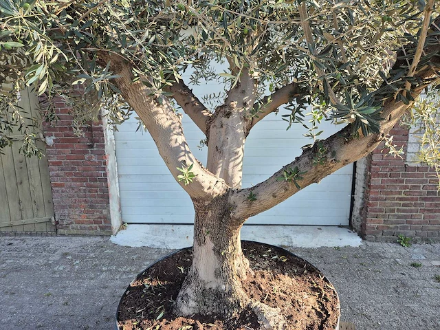 Olijfboom tortuga - olea europaea - 200 jaar oud - hoogte ca. 300 cm - afbeelding 2 van  8