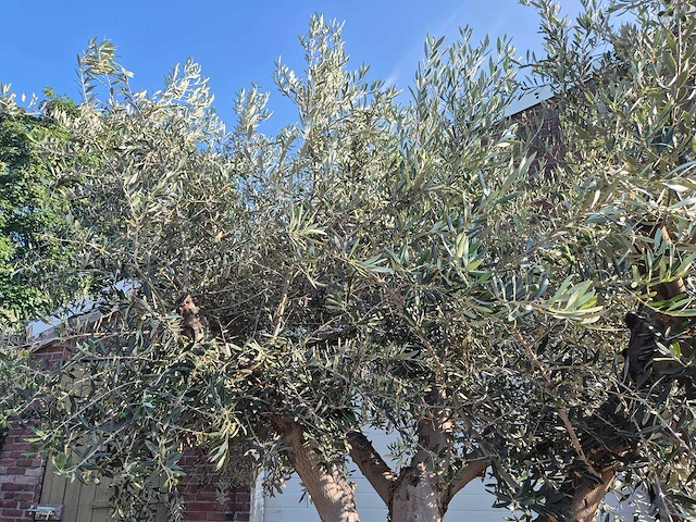 Olijfboom tortuga - olea europaea - 200 jaar oud - hoogte ca. 300 cm - afbeelding 3 van  8